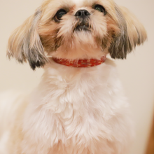 画像をギャラリービューアに読み込む, UMENOWA(370 black raden)