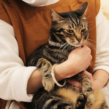 画像をギャラリービューアに読み込む, UMENOWA(H60 white)